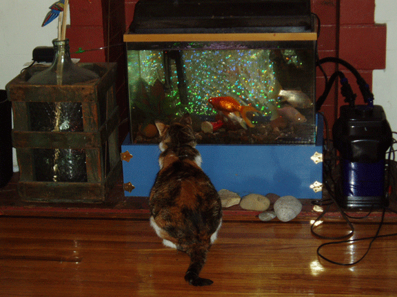 calico cat and fish